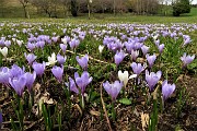 83 Fioriture di Crocus a Vettarola